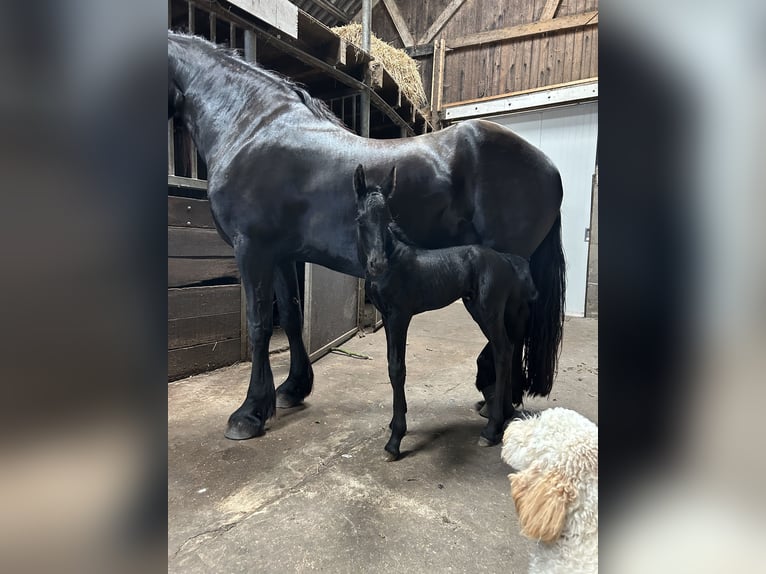 Friesian horses Mare 8 years 16 hh Black in Barneveld