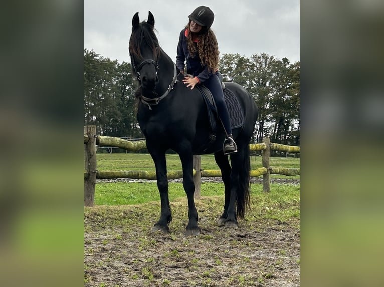 Friesian horses Mare 8 years 16 hh Black in Barneveld