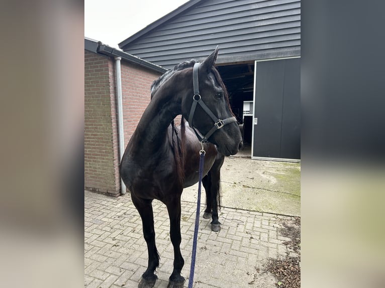 Friesian horses Mare 8 years 16 hh Black in Barneveld