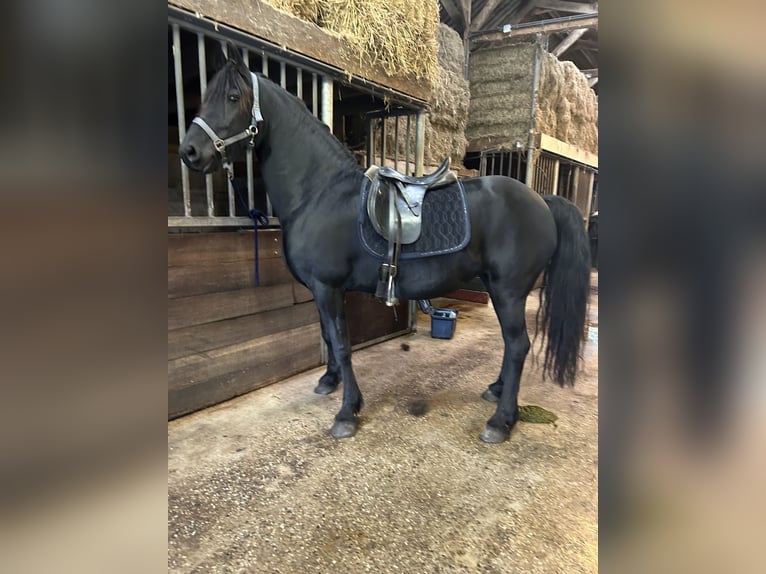 Friesian horses Mare 8 years 16 hh Black in Barneveld