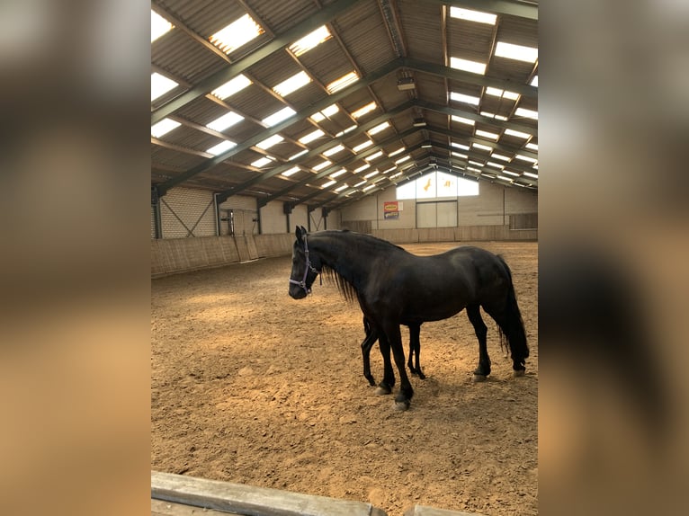 Friesian horses Mare 8 years 16 hh Black in Barneveld