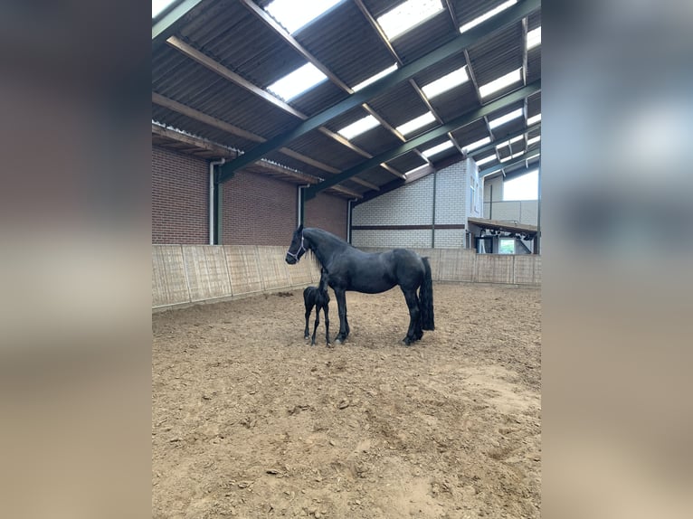 Friesian horses Mare 8 years 16 hh Black in Barneveld