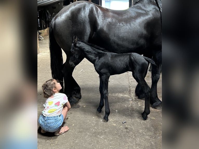 Friesian horses Mare 8 years 16 hh Black in Barneveld