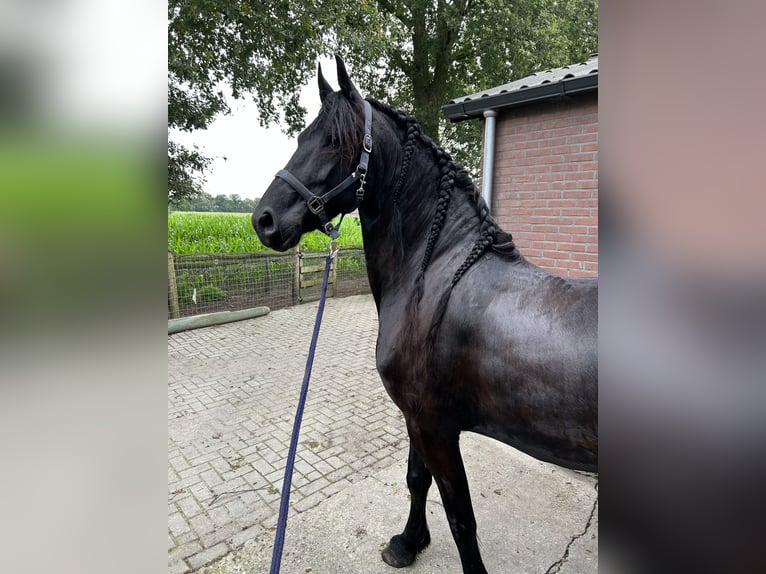 Friesian horses Mare 8 years 16 hh Black in Barneveld