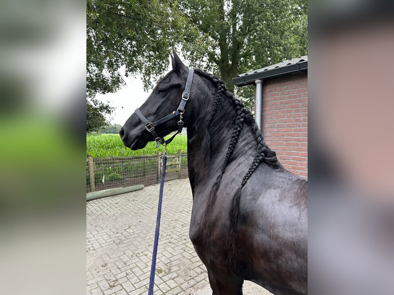 Friesian horses Mare 8 years 16 hh Black in Barneveld