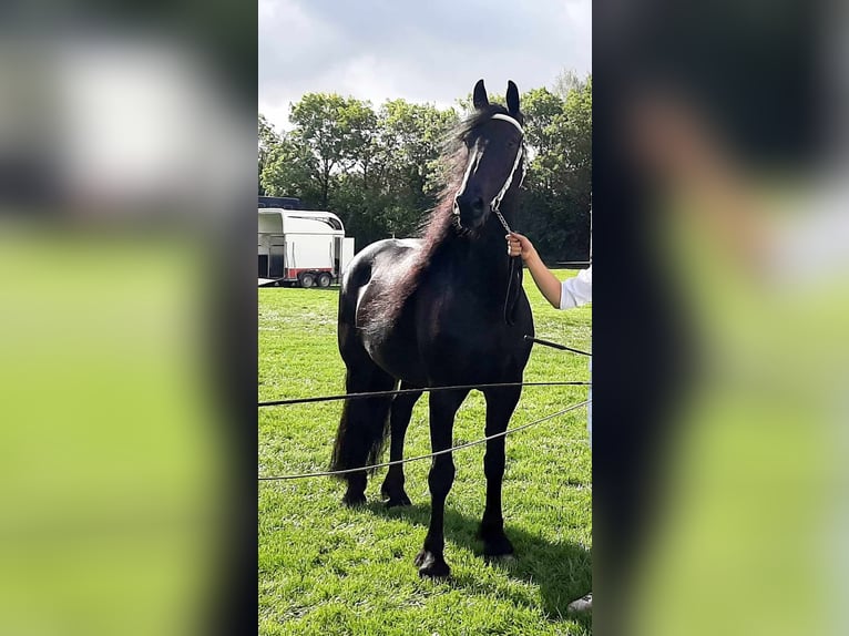 Friesian horses Mare 8 years 16 hh Black in Budel
