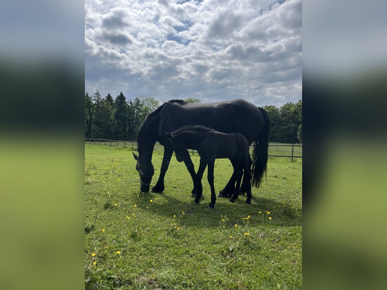 Friesian horses Mare 8 years 16 hh Black in Taunusstein