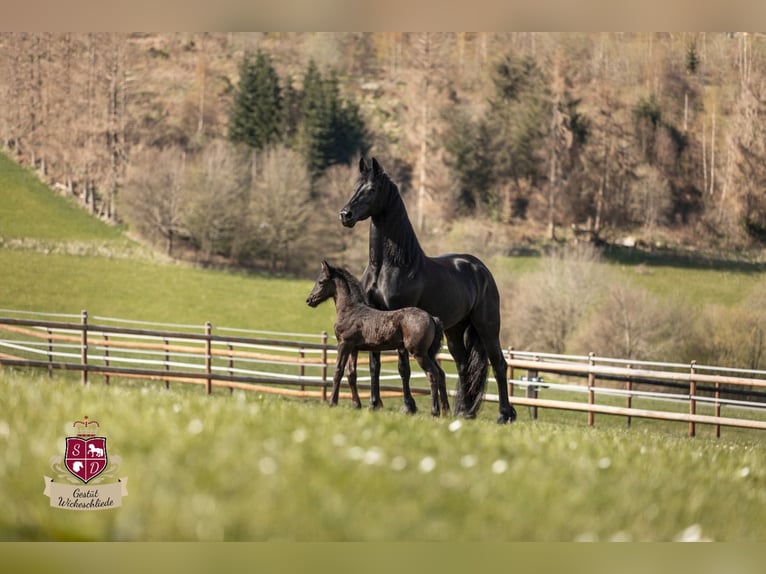 Friesian horses Mare 8 years 16 hh Black in Taunusstein