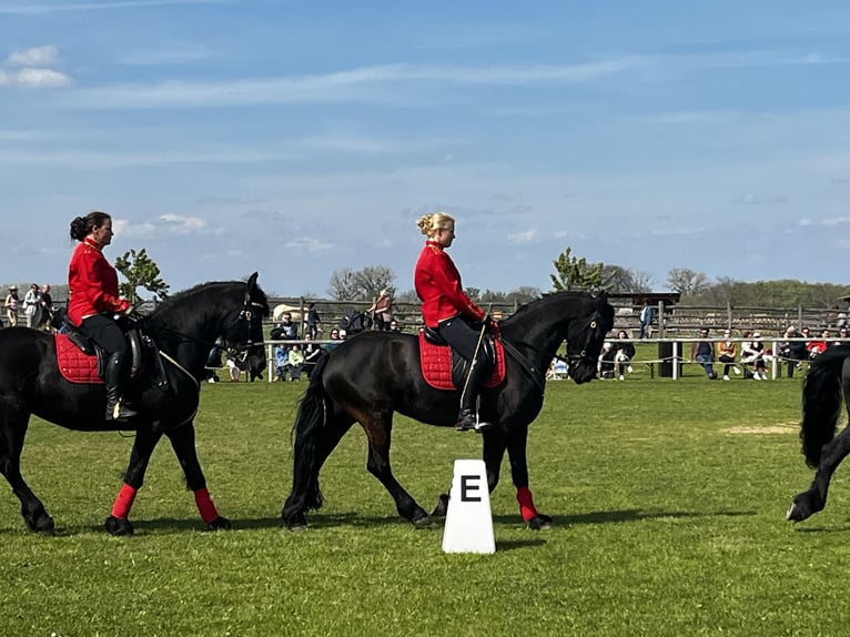 Friesian horses Mare 8 years 16 hh Black in Stallhofen