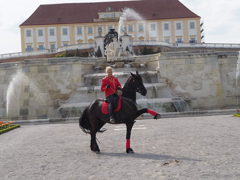 Friesian horses Mare 8 years 16 hh Black in Stallhofen