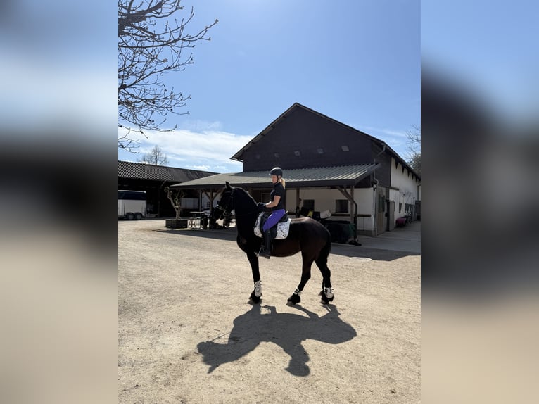 Friesian horses Mare 8 years 16 hh Black in Stallhofen