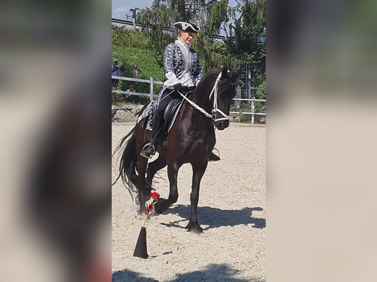 Friesian horses Mare 8 years 16 hh Black in Stallhofen