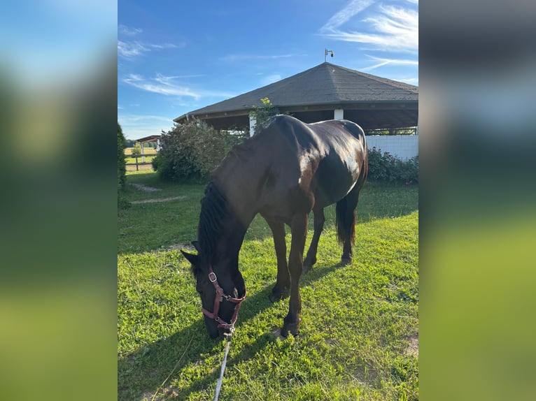 Friesian horses Mare 8 years 16 hh Black in Greifswald