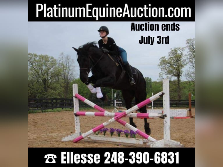 Friesian horses Mare 8 years 16 hh Black in Highland MI