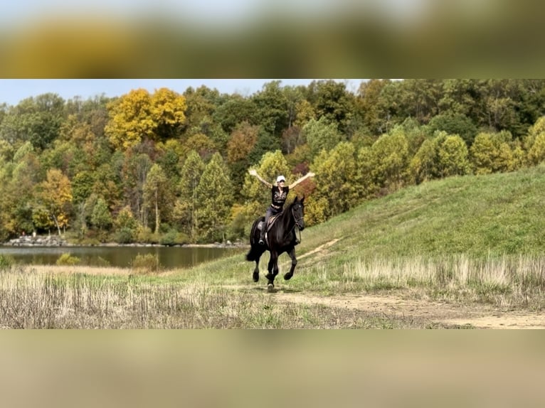 Friesian horses Mix Mare 8 years 16,1 hh Black in Gap