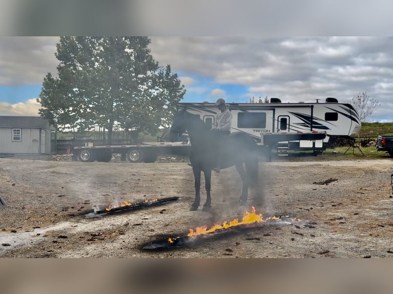 Friesian horses Mix Mare 8 years 16,1 hh Black in Gap
