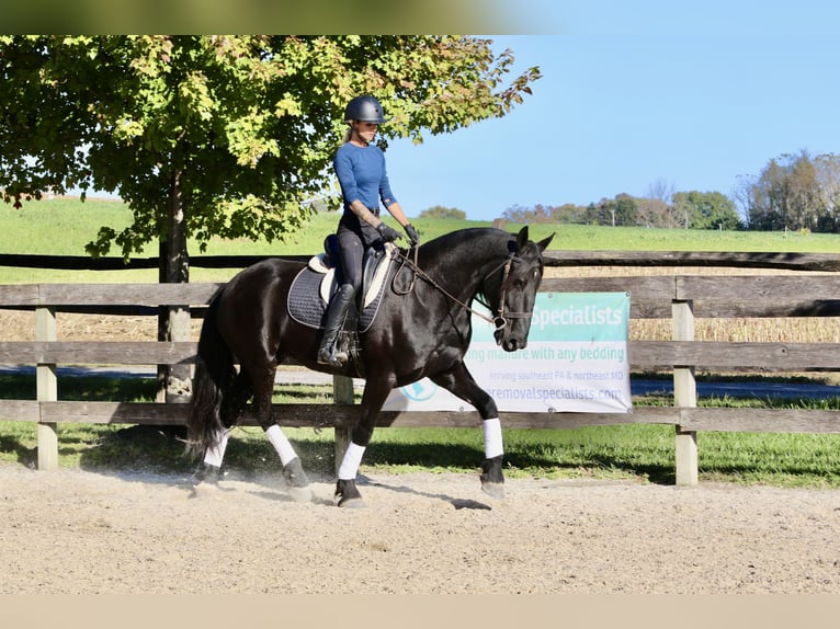 Friesian horses Mix Mare 8 years 16,1 hh Black in Gap