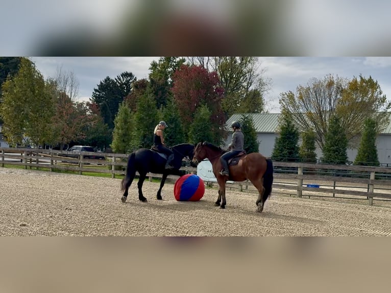 Friesian horses Mix Mare 8 years 16,1 hh Black in Gap
