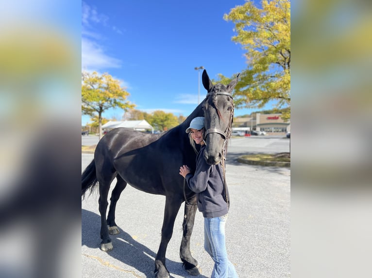 Friesian horses Mix Mare 8 years 16,1 hh Black in Gap