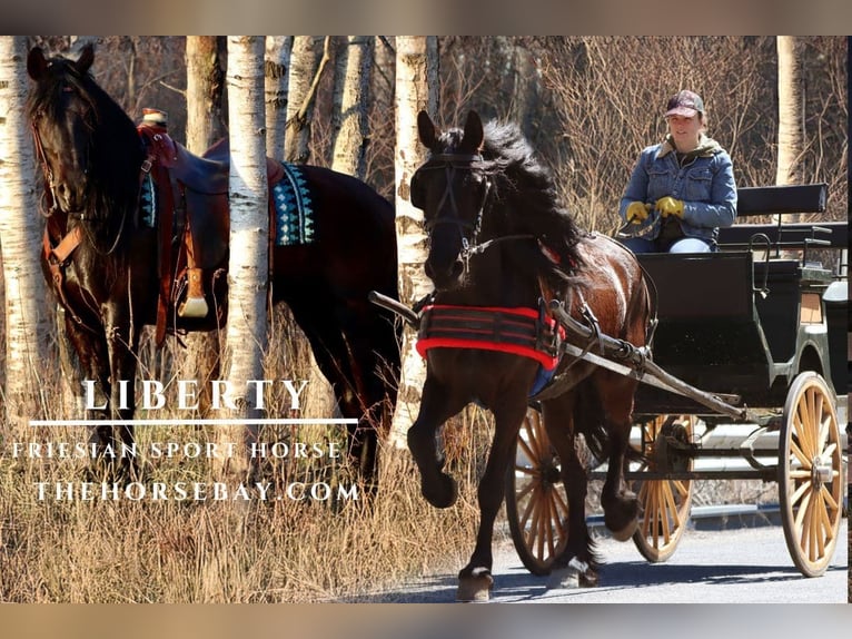 Friesian horses Mix Mare 8 years Black in Hesperia, MI