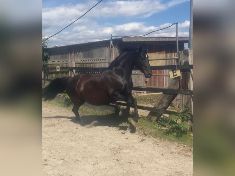 Friesian horses Mix Mare 9 years 14,3 hh Black in March