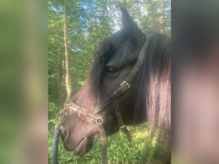 Friesian horses Mix Mare 9 years 14,3 hh Black in March