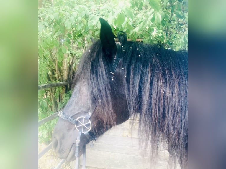 Friesian horses Mix Mare 9 years 14,3 hh Black in March