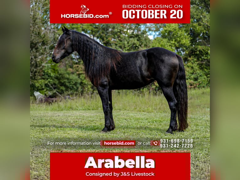 Friesian horses Mare 9 years 15,1 hh Black in Santa Fe