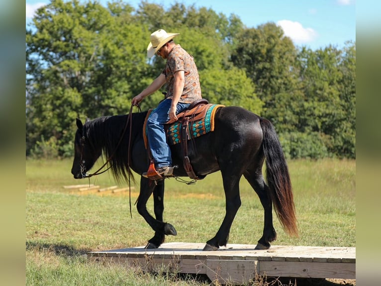 Friesian horses Mare 9 years 15,1 hh Black in Santa Fe