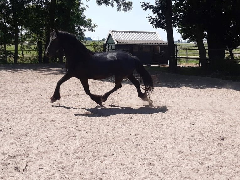 Friesian horses Mare 9 years 15,2 hh Black in Tzummarum