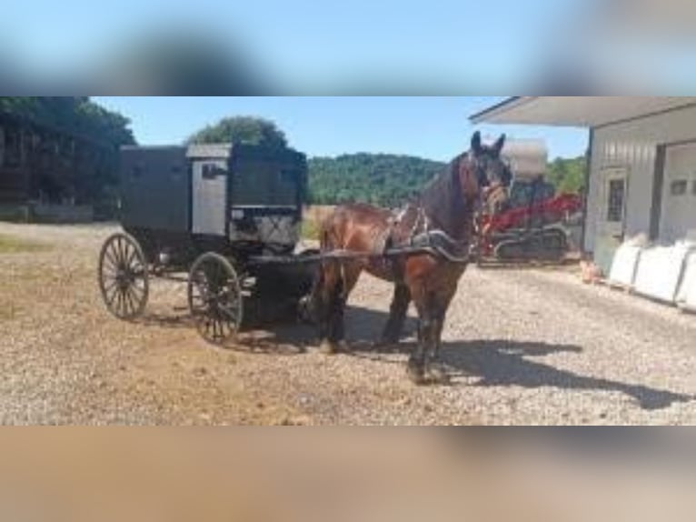 Friesian horses Mare 9 years 15,2 hh Brown in Addison