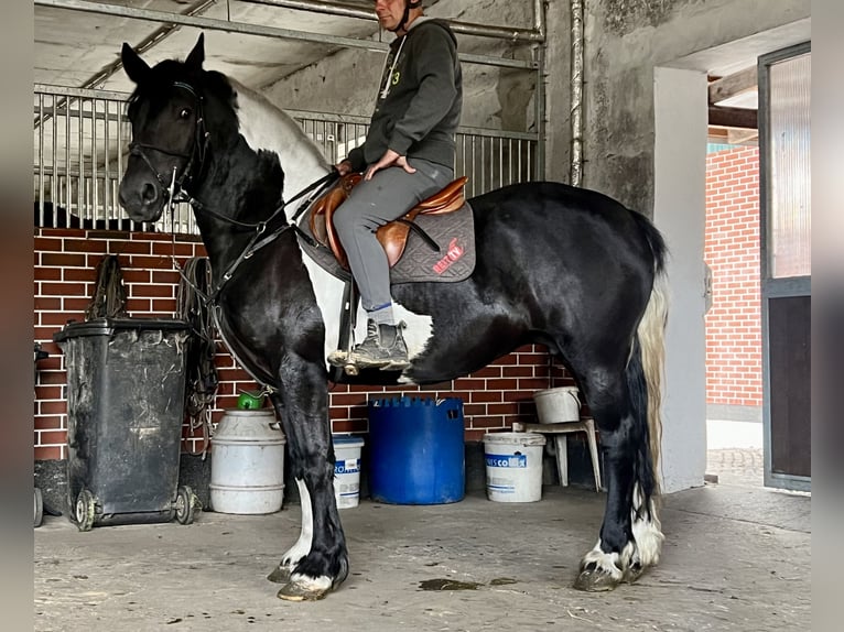 Friesian horses Mix Mare 9 years 15,2 hh Pinto in Görzke