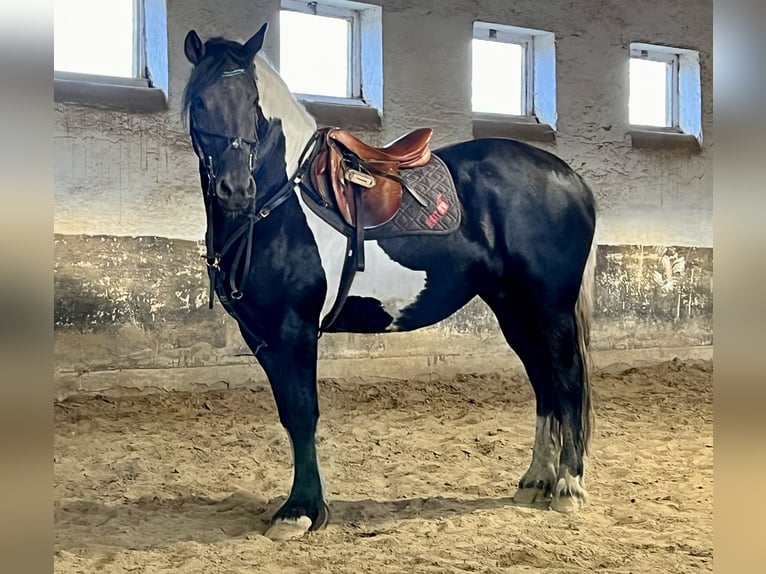 Friesian horses Mix Mare 9 years 15,2 hh Pinto in Görzke