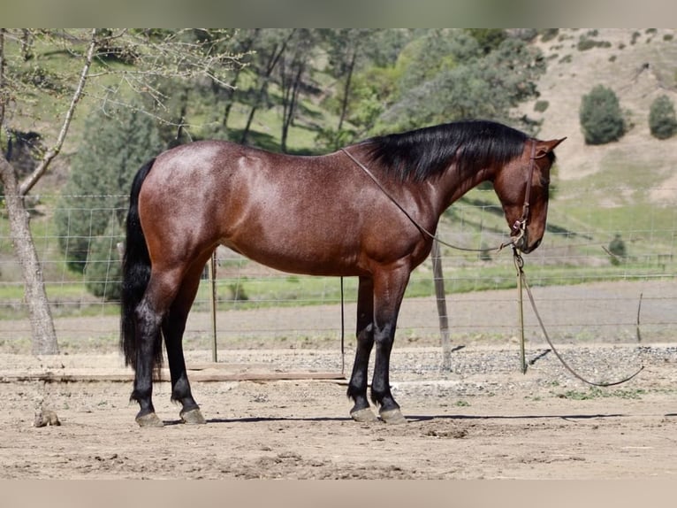 Friesian horses Mare 9 years 15 hh Roan-Bay in Paicines CA