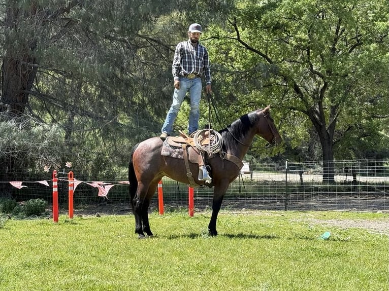 Friesian horses Mare 9 years 15 hh Roan-Bay in Paicines CA