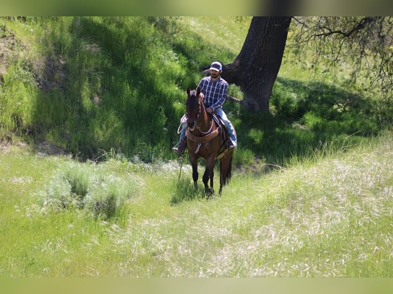 Friesian horses Mare 9 years 15 hh Roan-Bay in Paicines CA
