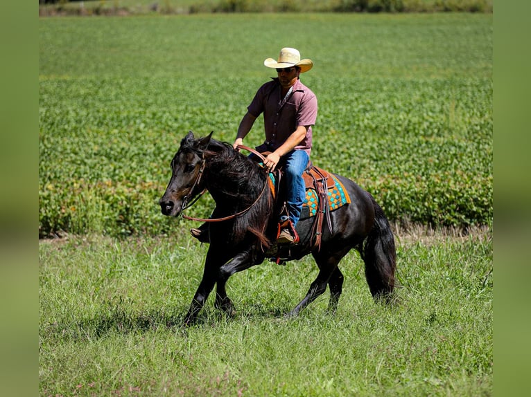 Friesian horses Mare 9 years 15,1 hh Black in Santa Fe