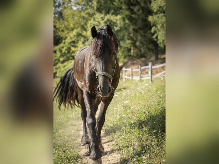 Friesian horses Mare 9 years 15,2 hh Black in Novo mesto