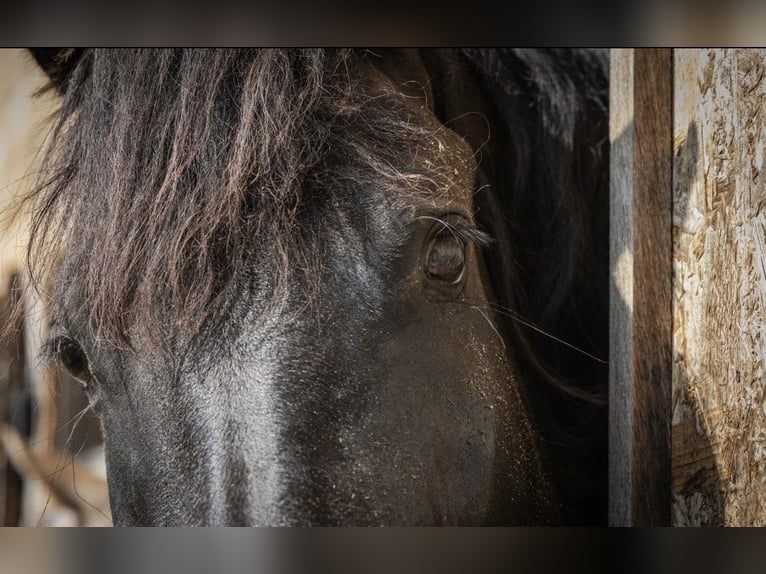 Friesian horses Mare 9 years 15,2 hh Black in Novo mesto