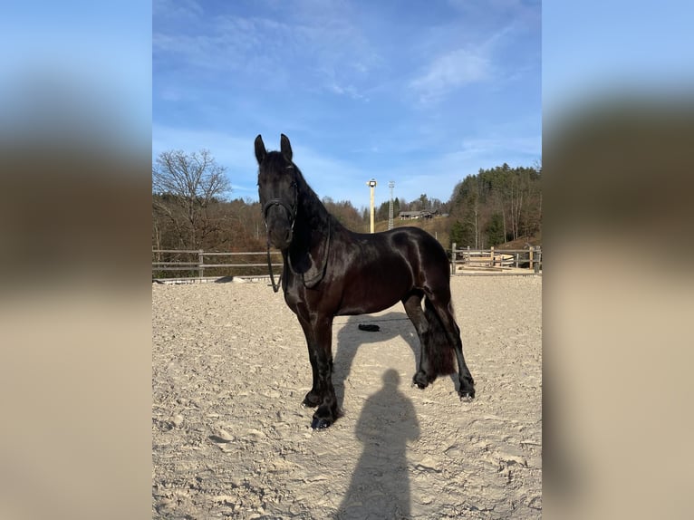 Friesian horses Mare 9 years 15,2 hh Black in Novo mesto