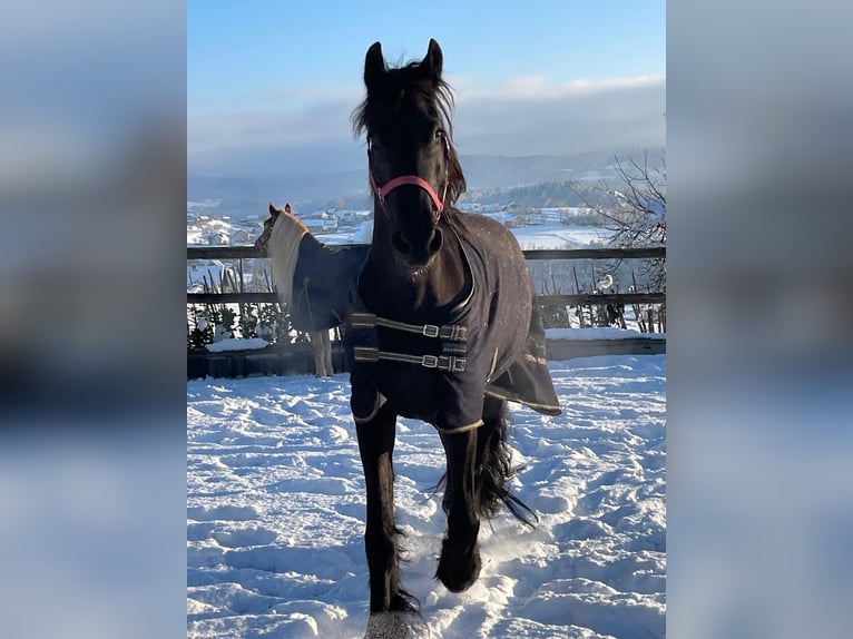 Friesian horses Mare 9 years 15,2 hh Black in Novo mesto