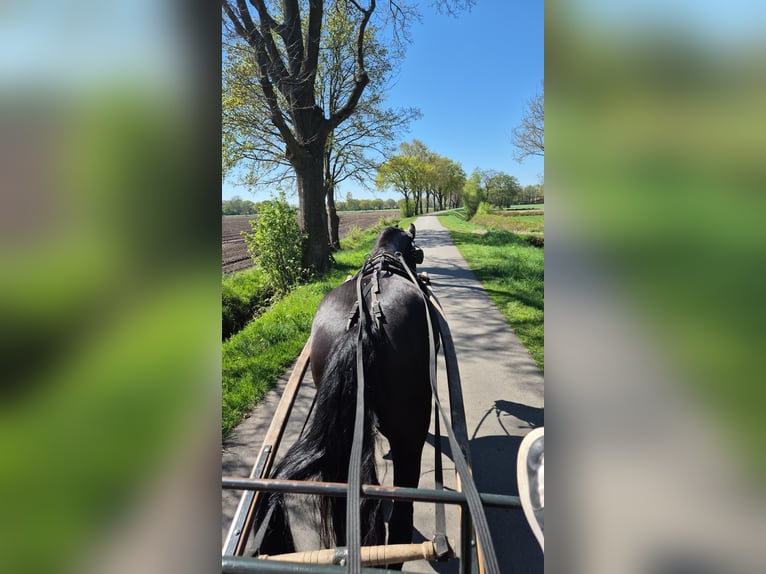 Friesian horses Mare 9 years 15,2 hh Black in Westoverledingen