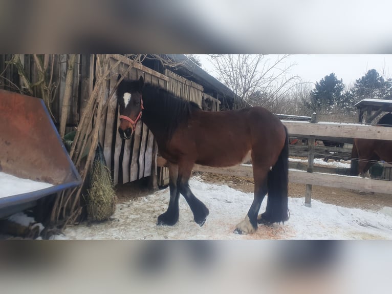 Friesian horses Mix Mare 9 years 15,2 hh Brown in Petersberg