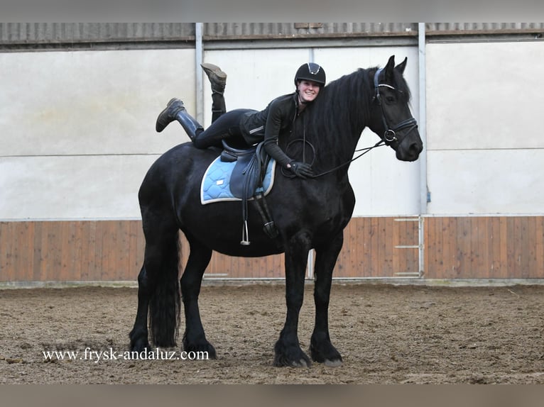 Friesian horses Mare 9 years 16,1 hh Black in Mijnsheerenland