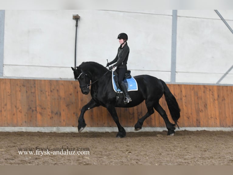 Friesian horses Mare 9 years 16,1 hh Black in Mijnsheerenland