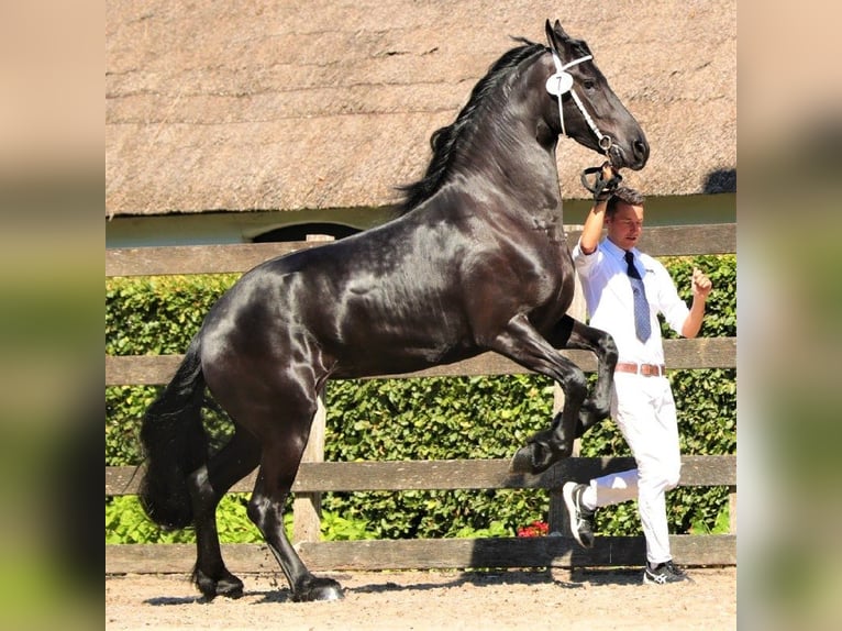 Friesian horses Mare 9 years 16.1 hh Black in Barneveld