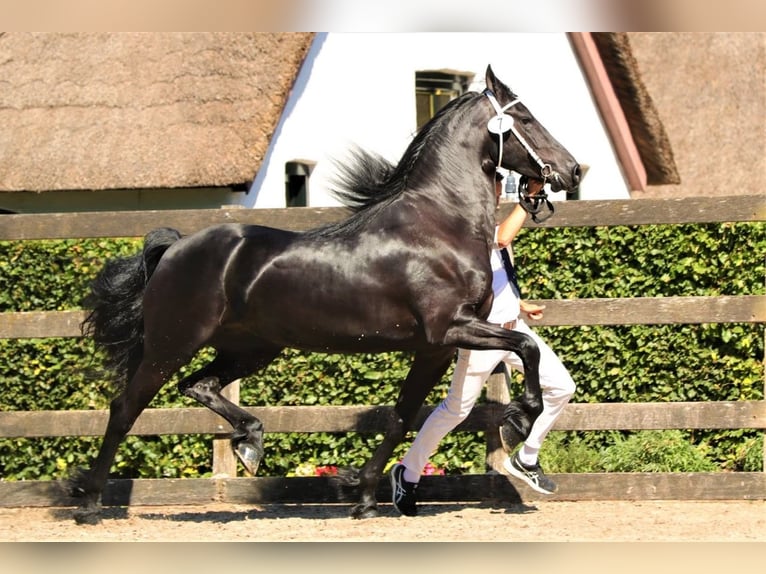 Friesian horses Mare 9 years 16.1 hh Black in Barneveld