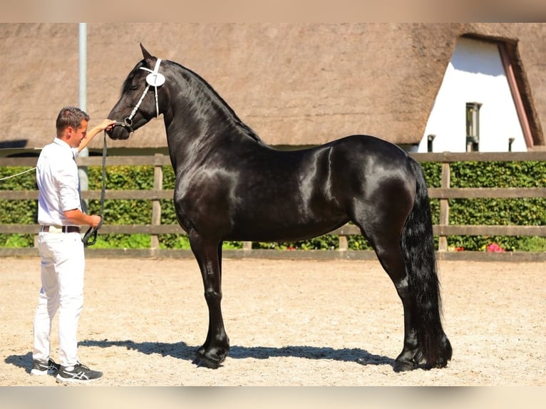 Friesian horses Mare 9 years 16.1 hh Black in Barneveld