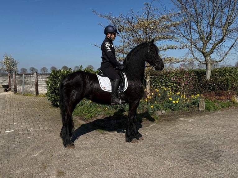 Friesian horses Mare 9 years 16.1 hh Black in Beek en Donk