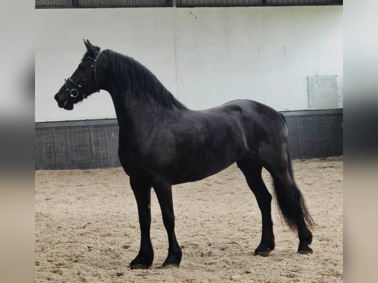 Friesian horses Mare 9 years 16.1 hh Black in Someren